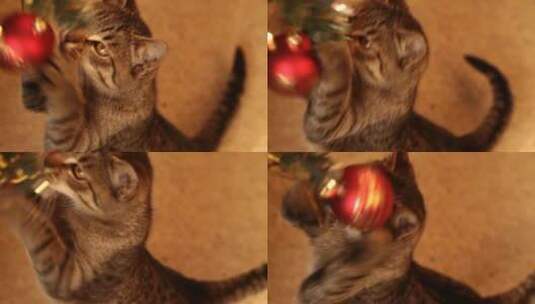 猫和圣诞树高清在线视频素材下载