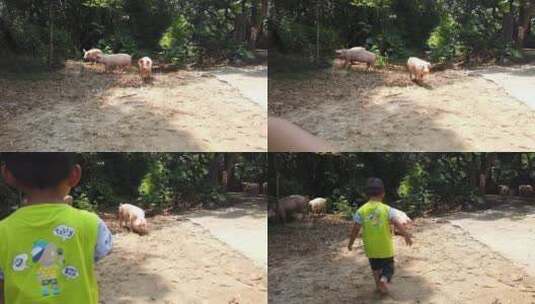 猪 家猪 家畜 散养 土猪 养殖高清在线视频素材下载