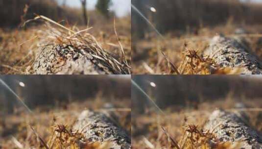 冬季森林高清实拍素材高清在线视频素材下载