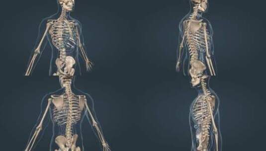 人体骨架骨骼胸骨胸廓盆腔盆骨髋骨骨连接高清在线视频素材下载