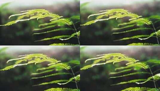 阳光照射下的蕨类植物特写高清在线视频素材下载