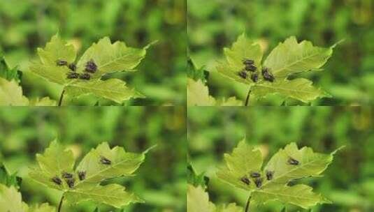 绿叶上的一群苍蝇特写高清在线视频素材下载