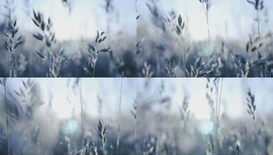 寒冷的黎明的草地晨露落在植物上高清在线视频素材下载