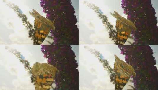 蝴蝶在花上漫步高清在线视频素材下载