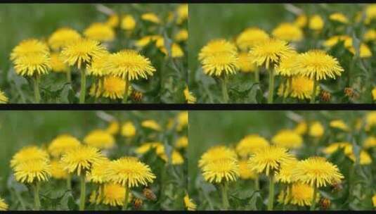 蒲公英花朵上的欧洲蜜蜂高清在线视频素材下载
