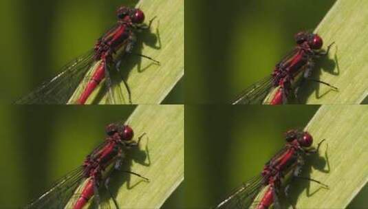 特写镜头下的红蜻蜓高清在线视频素材下载