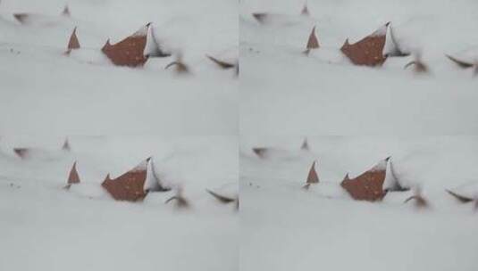 被落雪覆盖的树叶高清在线视频素材下载