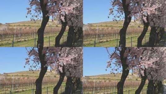 桃树上盛开的桃花高清在线视频素材下载