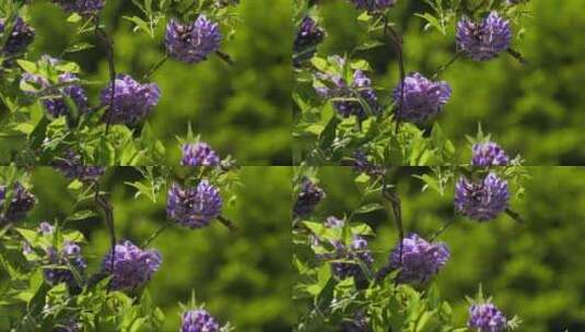 紫藤在柔和的微风中绽放高清在线视频素材下载