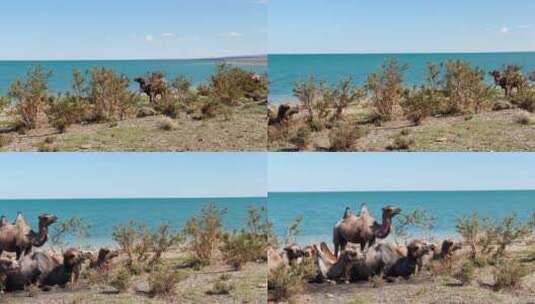 骆驼航拍高清在线视频素材下载