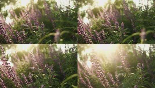 夕阳下的花卉光影高清在线视频素材下载