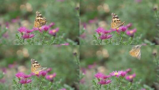 蝴蝶花朵高清在线视频素材下载