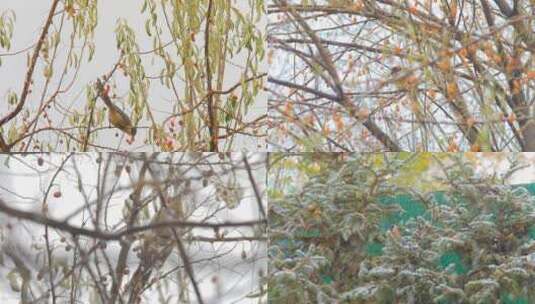 雪景 灰喜鹊青海沙枣树飘雪高清在线视频素材下载