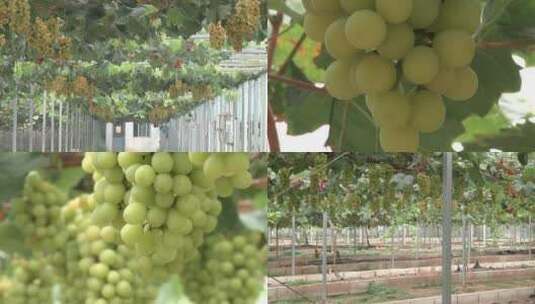 葡萄 阳光玫瑰 葡萄种植高清在线视频素材下载