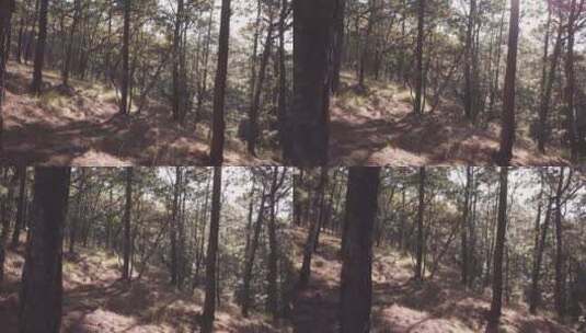 阳光穿过森林中的高大树木高清在线视频素材下载