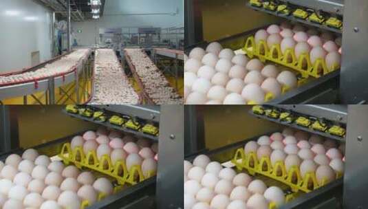 鸡蛋厂鸡蛋安全检查高清在线视频素材下载