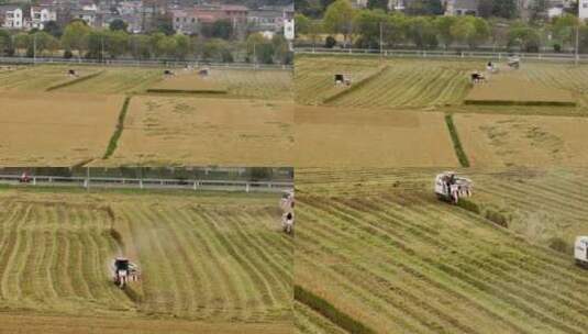 乡村水稻小麦农作物机械化收割高清在线视频素材下载