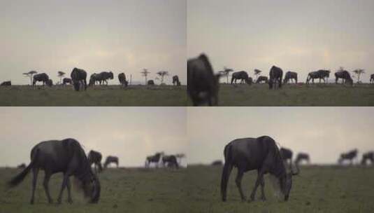 放牧的角马广角镜头高清在线视频素材下载