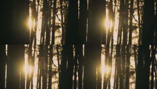 阳光穿过水杉意境特写高清在线视频素材下载