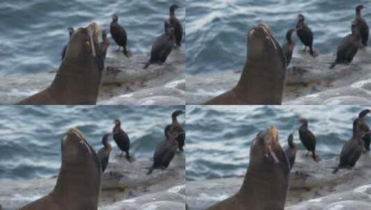 海滩边的海狮高清在线视频素材下载