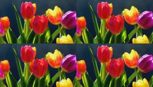 冬天或春天郁金香田里美丽的郁金香花高清在线视频素材下载