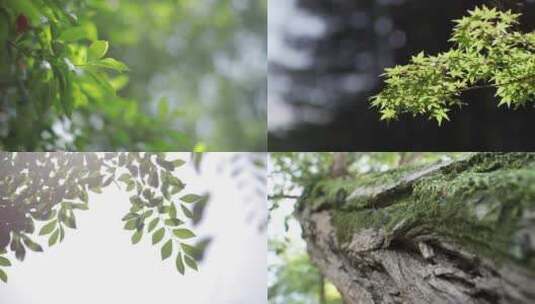 树叶树林阳光逆光唯美植物高清在线视频素材下载