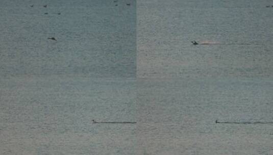 秋沙鸭在水面上降落高清在线视频素材下载