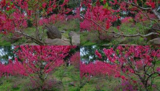 桃花林 树林 春暖花开 桃花坞 桃花园高清在线视频素材下载