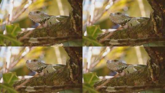 哥斯达黎加蜥蜴高清在线视频素材下载