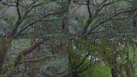 潮湿树林雨林树上长满青苔苔藓高清在线视频素材下载