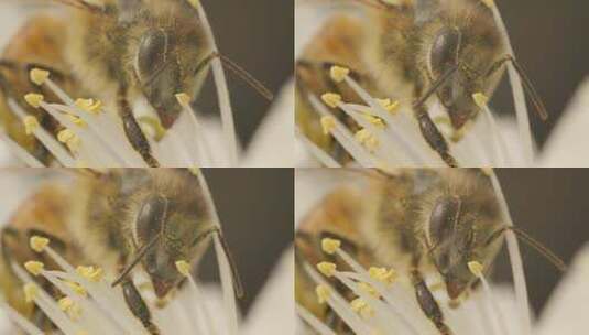 蜜蜂蜜蜂菜花昆虫野油蜂蜜蜂高清在线视频素材下载
