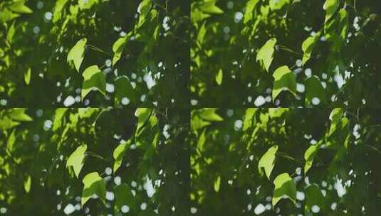 阳光绿叶清新树叶高清在线视频素材下载