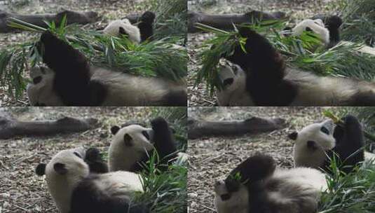 两只大熊猫躺在地上吃竹叶高清在线视频素材下载