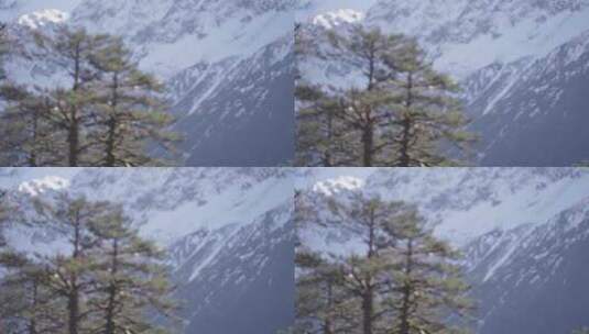 西藏派墨公路树林山峦地拍高清在线视频素材下载