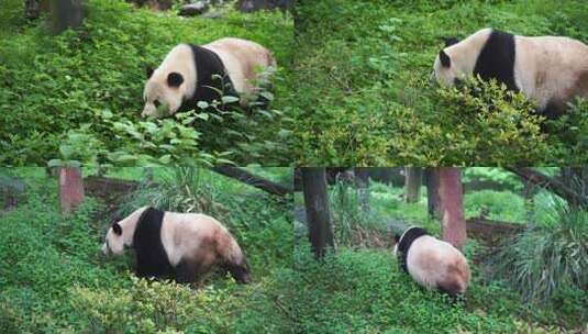 大熊猫走来走去熊猫运动野外熊猫野生熊猫高清在线视频素材下载