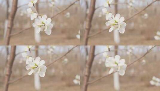花朵春天盛开樱花特写高清在线视频素材下载