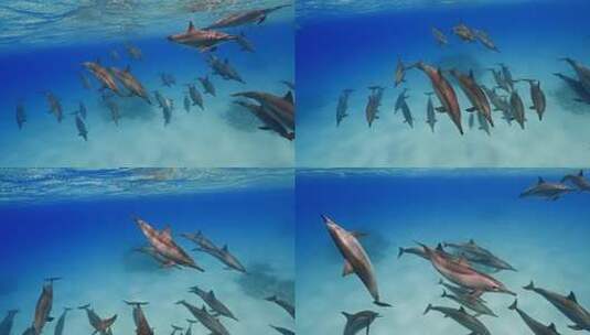 海豚嬉戏高清在线视频素材下载