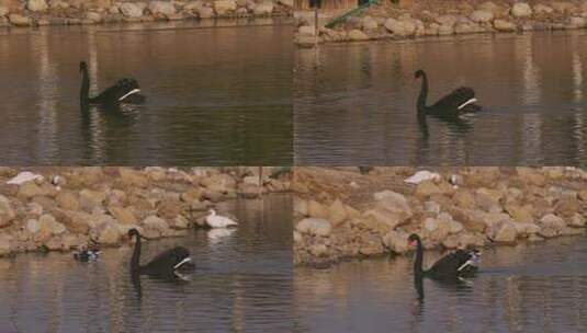 水中的黑天鹅高清在线视频素材下载