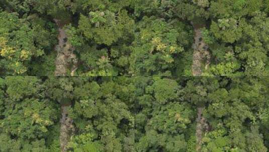 热带雨林的鸟瞰图高清在线视频素材下载