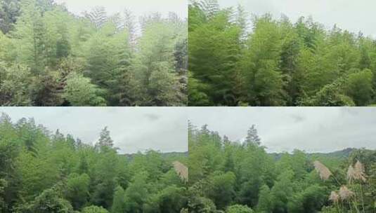 蓝天白云下迷失于翠绿的森林大自然高清在线视频素材下载