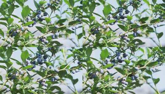 蓝莓树特写蓝莓高清在线视频素材下载