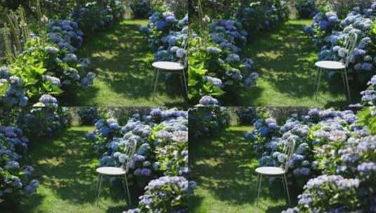 绣球花鲜花花海花园花艺园艺高清在线视频素材下载