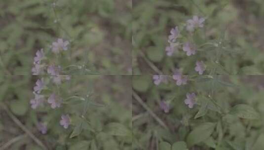 红花酢浆草高清在线视频素材下载