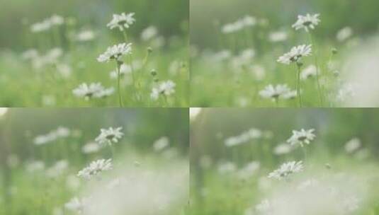 夏日花草花朵高清在线视频素材下载