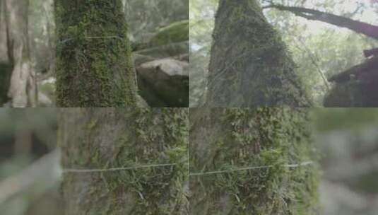 (4K) X浙江泰顺县乌岩岭树干上的细绳特写高清在线视频素材下载