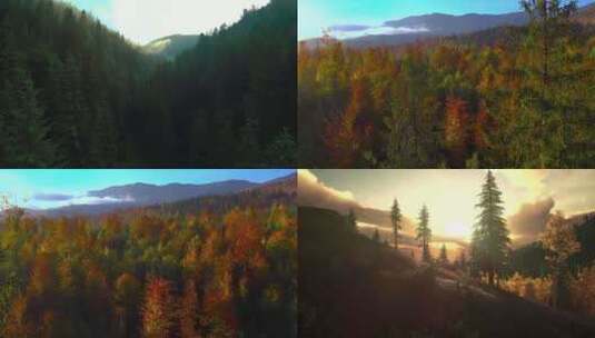 森林植被绿树青山自然风景旅游 (4)高清在线视频素材下载