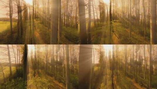 阳光照进树林、树林中的光束高清在线视频素材下载