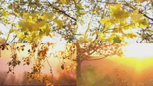 秋天阳光大自然植物风景高清在线视频素材下载