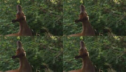 森林小鹿麋鹿高清在线视频素材下载