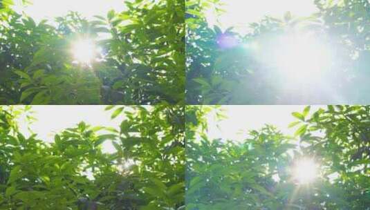 阳光透过绿叶高清在线视频素材下载